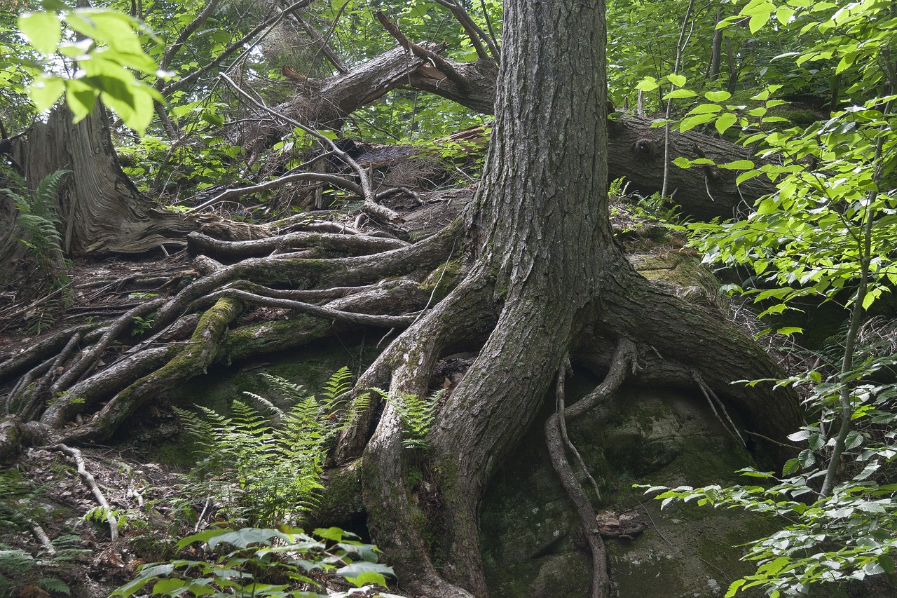 Traits of Resilient Individuals - What Can We Learn?